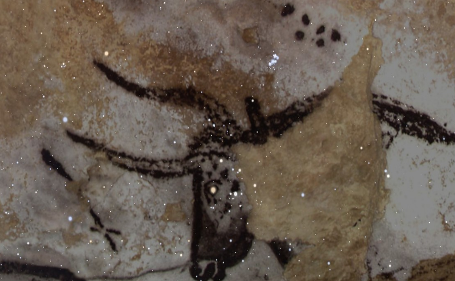 Uro (bos primigenius) dipinto caverna di Lascaux, sovrapposta all'area del Toro riprodotta al 15000 a.C. (crediti Alberto Cora)